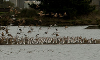 Marbled Godwits and American Avocets