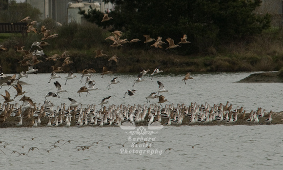 Marbled Godwits and American Avocets