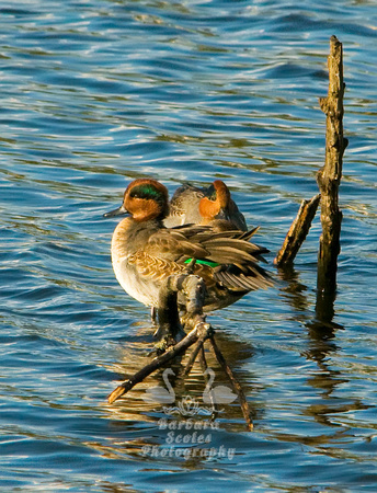 Green Winged Teals