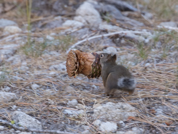 Douglas Squirrel Carrying a Pinecone