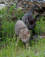 Wolf Pups