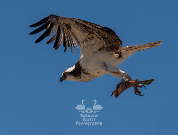 Osprey Carrying a Fish