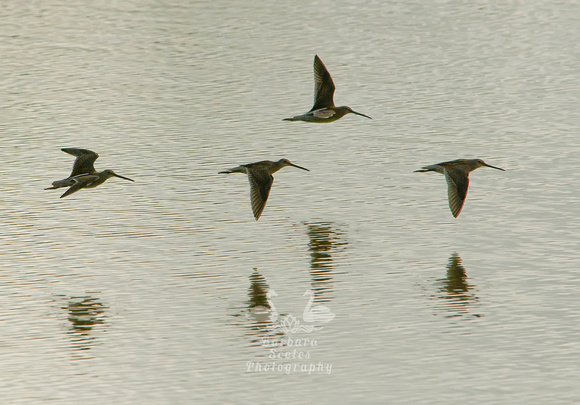 Long Billed Dowitchers