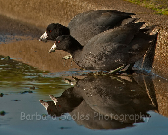 American Coots