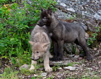 Wolf Pups