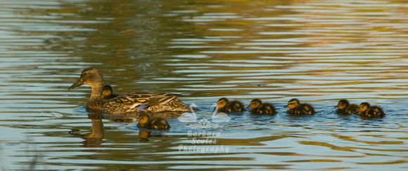 Mallard Female and Her Ducklings