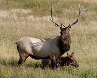 Elk Pair