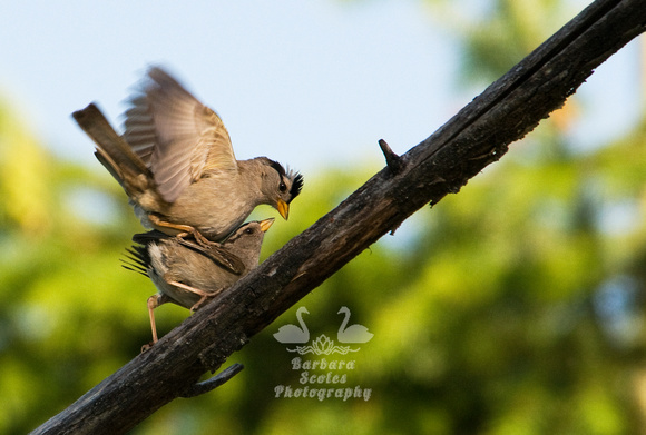 White Crowned Sparrows Mating