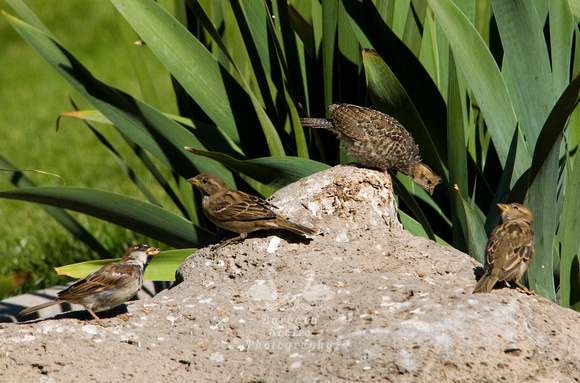 Juvenile California Quail and House Sparrows