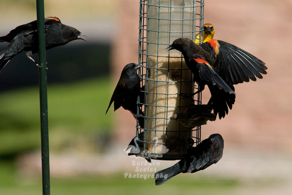 Red Winged and Yellow Headed Blackbirds