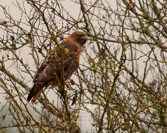 Red Tailed Hawk (Rufous)