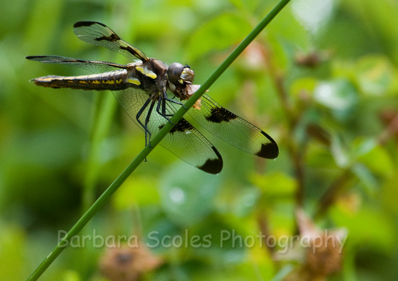 Dragonfly Having Lunch