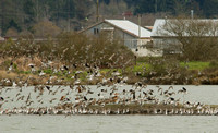 American Avocets and Marbled Godwits