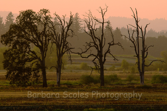Trees at Sunset on the Refuge