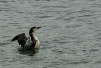 Common Loon, Winter Phase