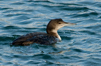 Common Loon, Winter Phase