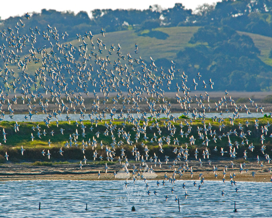 A Flock of Shorebirds