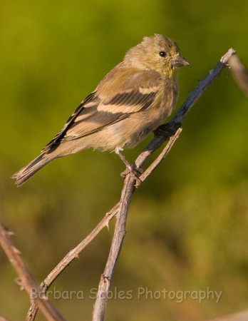 American Goldfinch-Winter Phase