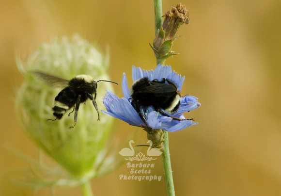 Bumblebees on Chickory