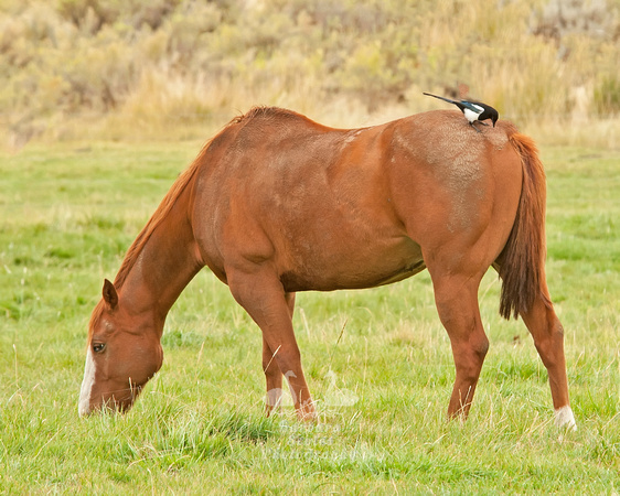 Black Billed Magpie Riding a Horse