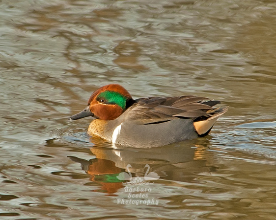 Green Winged Teal