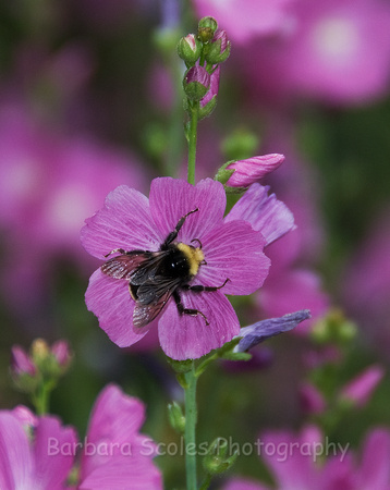 Bumblebee and Musk Mallow