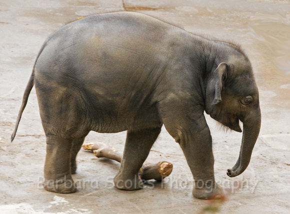 Baby Asian Elephant, Samudra