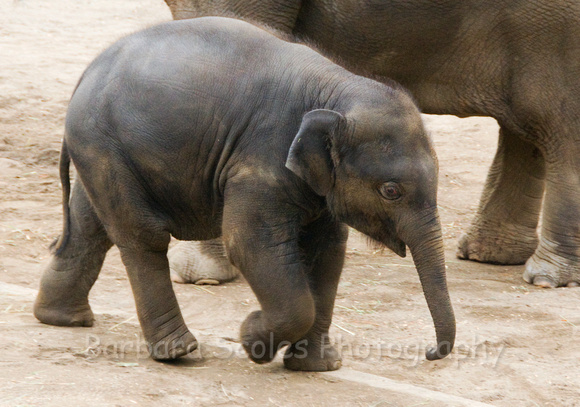 Baby Asian Elephant, Samudra