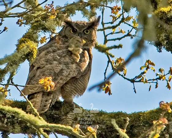 Great Horned Owl With a Bunny Rabbit