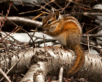 Chipmunk