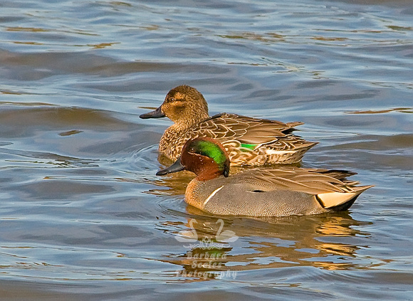 Green Winged Teal Pair