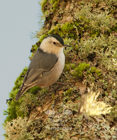 White Breasted Nuthatch