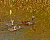 Eared Grebes With Young