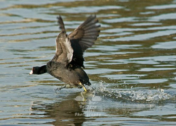 American Coot