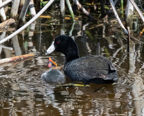 American Coots