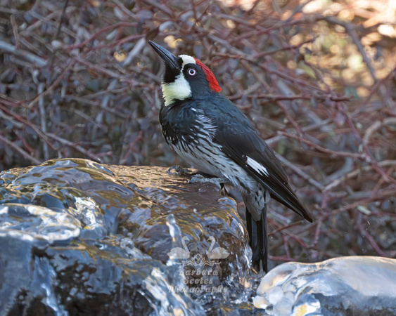 Acorn Woodpecker