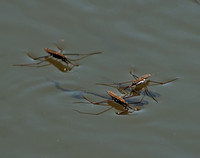 Water Skimmers Pursued by Minnows
