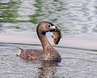 Pied-billed Grebe