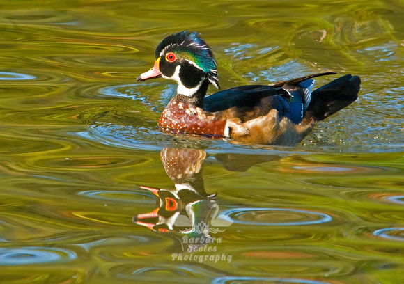 Young Male Wood Duck