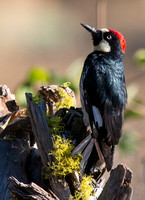 Acorn Woodpecker