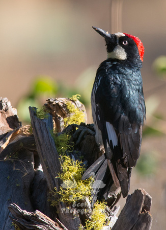 Acorn Woodpecker