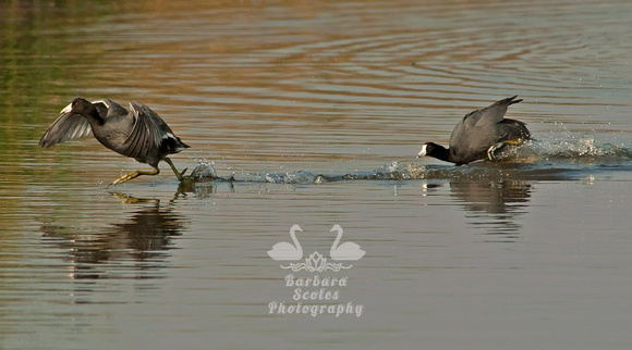 American Coots