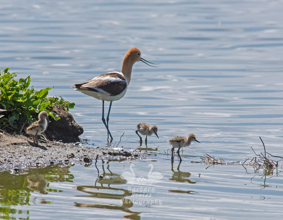 American Avocet and Chicks