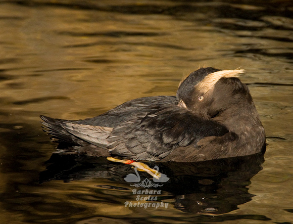 Tufted Puffin in Winter Plumage
