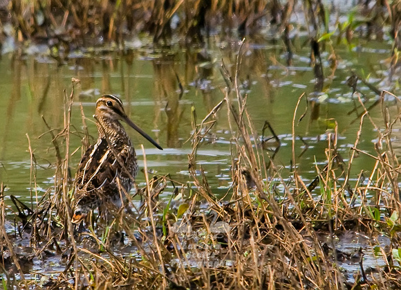 Wilson's Snipe