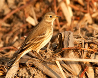 American Pipit