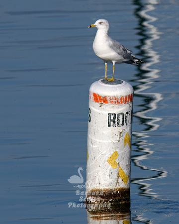 Ring-billed Gull