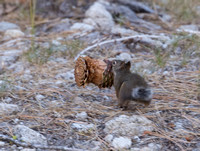 Douglas Squirrel Carrying a Pinecone