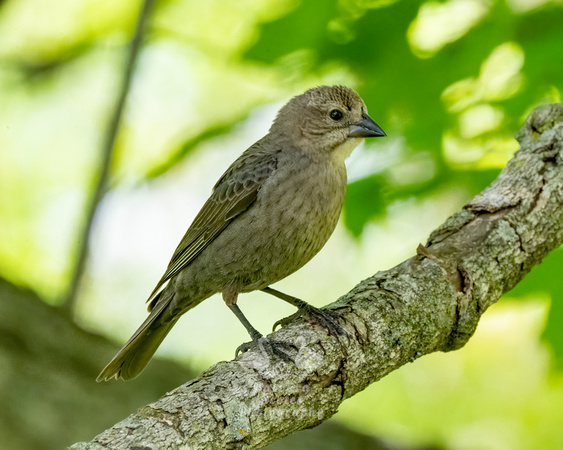 Female Brown-headed Cowbird