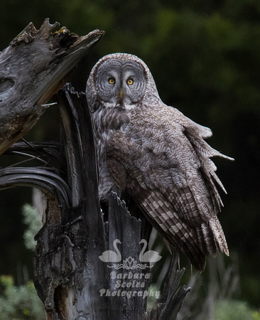 Great Gray Owl